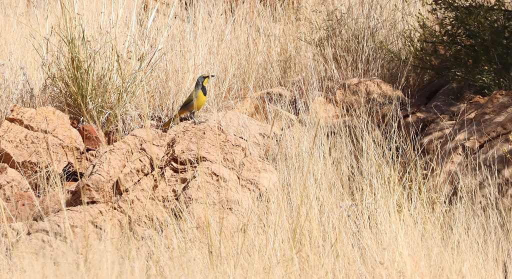 Bokmakiriwürger (Bokmakierie;  Telophorus zeylonus) auf dem Olive-Trail im Namib-Naukluft-Park