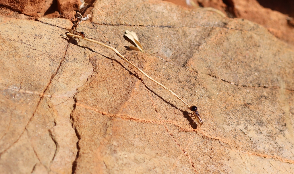 Fleißige Ameisen auf dem Olive Trail im Namib-Naukluft-Park