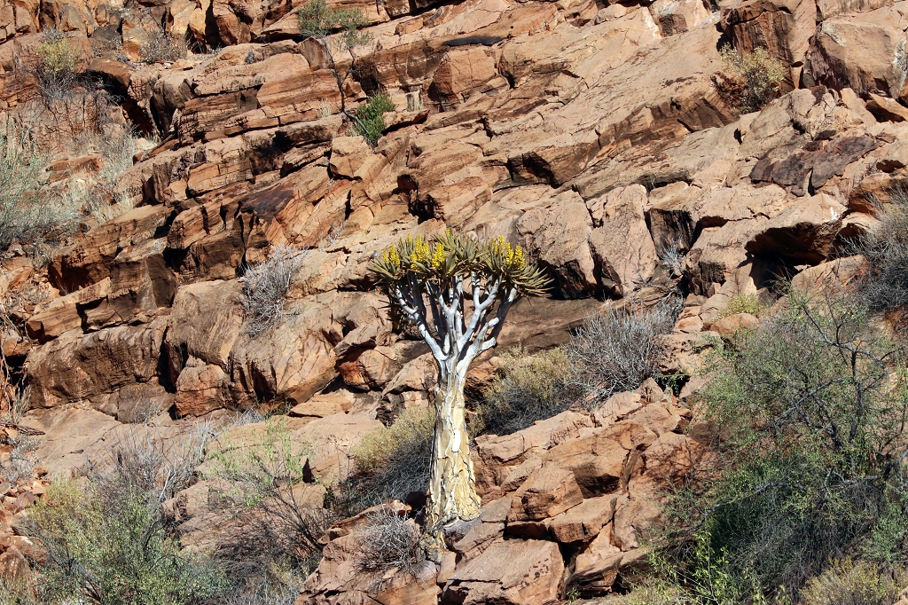 Köcherbaum während der Wanderung auf dem Olive Trail im Namib-Naukluft-Park