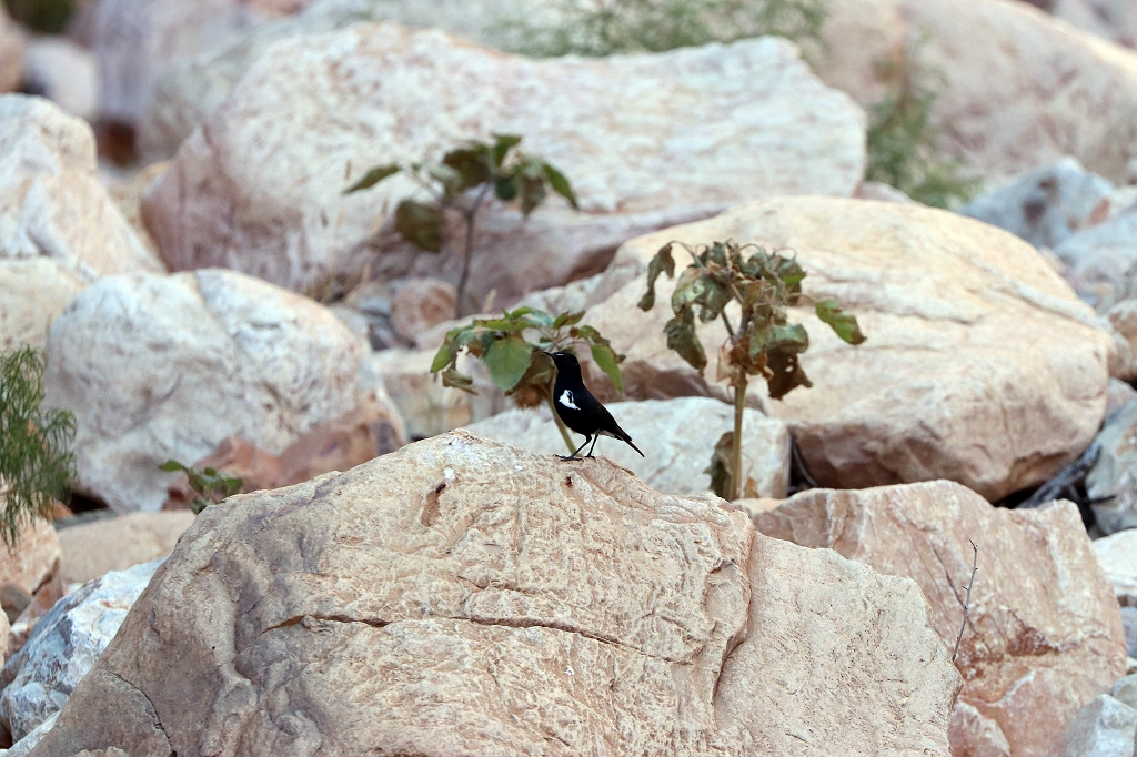 Bergsteinschmätzer auf dem Olive Trail im Namib-Naukluft-Park