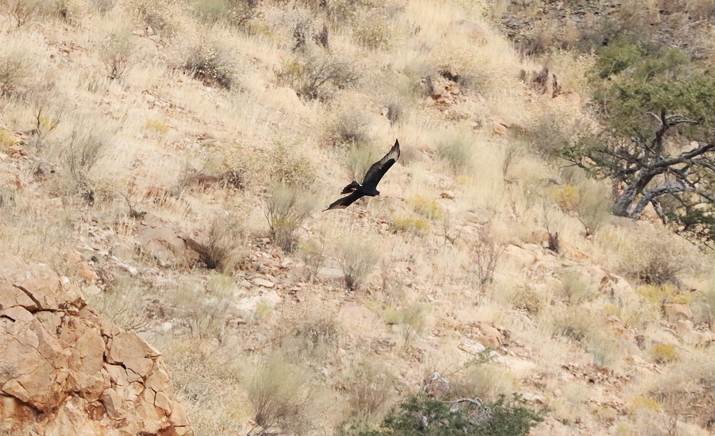 Wanderung auf dem Olive Trail im Namib-Naukluft-Park - Klippenadler (Verreaux's eagle, Aquila verreauxii)