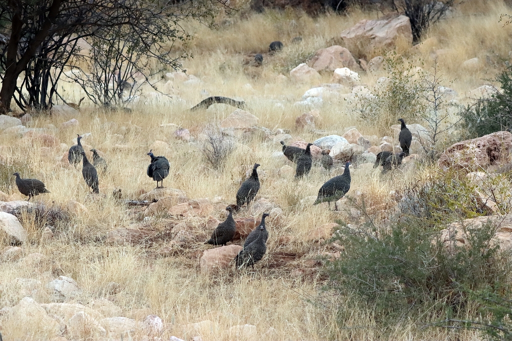 Perlhühner (Helmeted guineafowl, Numida meleagris) auf dem Olive Trail im Namib-Naukluft-Park