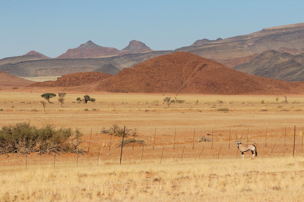 Oryx-Antilope während der Fahrt auf der D845