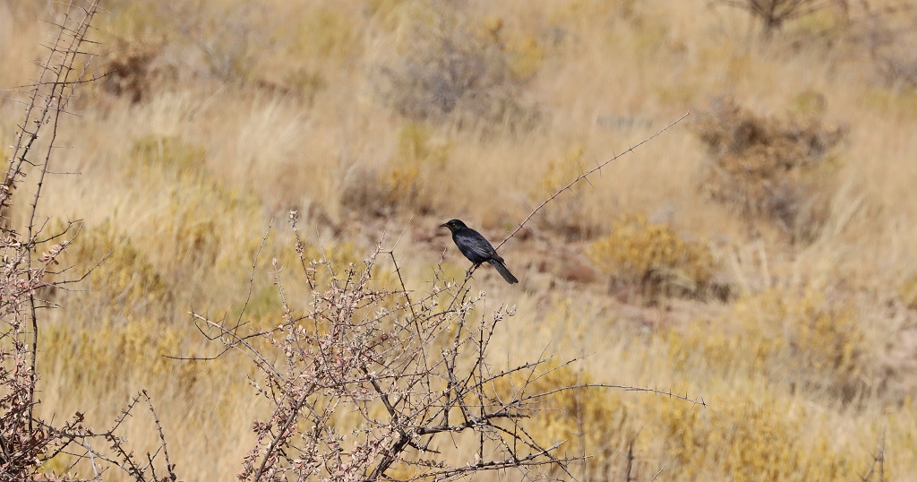 Fahlflügelstar (pale-winged starling, Onychognathus nabouroup), Namibwüste, Namibia