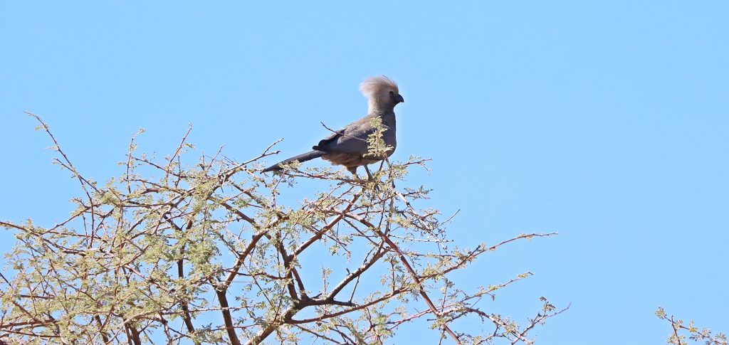 Grauer Lärmvogel (grey go-away-bird; Corythaixoides concolor) auf dem Olive Trail im Namib-Naukluft-Park