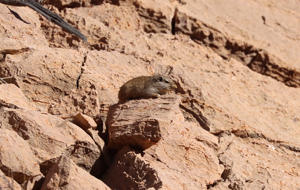 Klippschliefer auf dem Olive Trail im Namib-Naukluft-Park