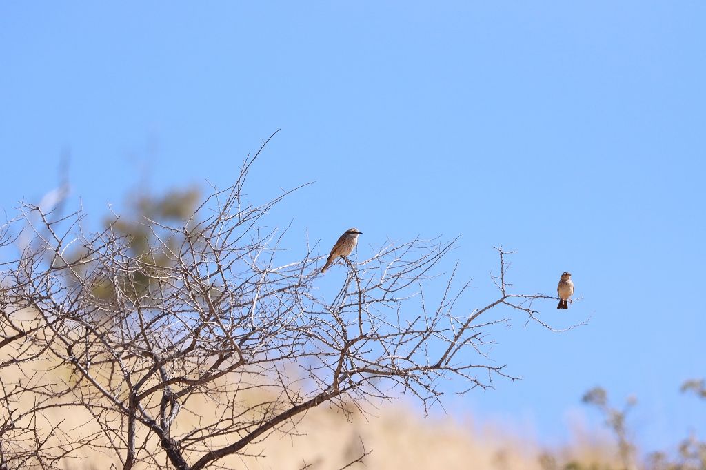 Namibschnäpper (Herero Chat; Melaenornis herero) auf dem Olive-Trail im Namib-Naukluft-Park