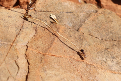 Fleißige Ameisen auf dem Olive Trail im Namib-Naukluft-Park