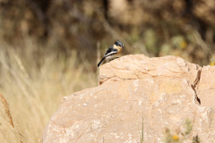 Piritschnäpper (Pririt Batis, Batis pririt) auf dem Olive Trail im Namib-Naukluft-Park