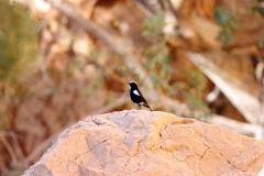 Bergsteinschmätzer (Mountain wheatear oder Mountain chat; Myrmecocichla m. monticola) auf dem Olive Trail im Namib-Naukluft-Park