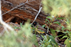 Maskenbülbül (African red-eyed bulbul or black-fronted bulbul; Pycnonotus nigricans) auf dem Olive Trail im Namib-Naukluft-Park
