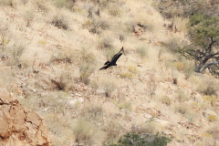 Wanderung auf dem Olive Trail im Namib-Naukluft-Park - Klippenadler (Verreaux's eagle, Aquila verreauxii)