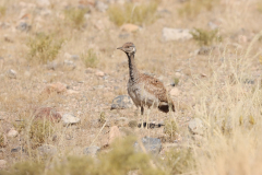 Rüppeltrappen (Rüppell's Korhaan oder Rüppell's bustard; Eupodotis rueppellii) in der Namib in Namibia
