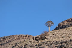 Köcherbaum auf einem Berghang in Namibia