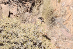 Rußnektarvogel (dusky sunbird, Cinnyris fuscus) auf dem Olive Trail im Namib-Naukluft-Park