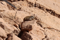 Klippschliefer auf dem Olive Trail im Namib-Naukluft-Park