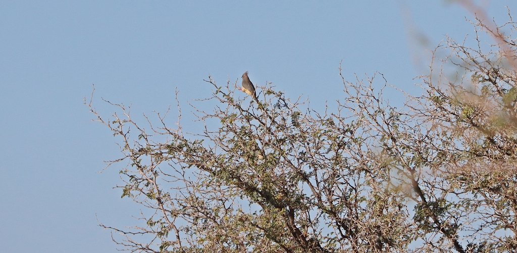 Weißrücken-Mausvogel (white-backed mousebird; Colius colius), Namib Desert