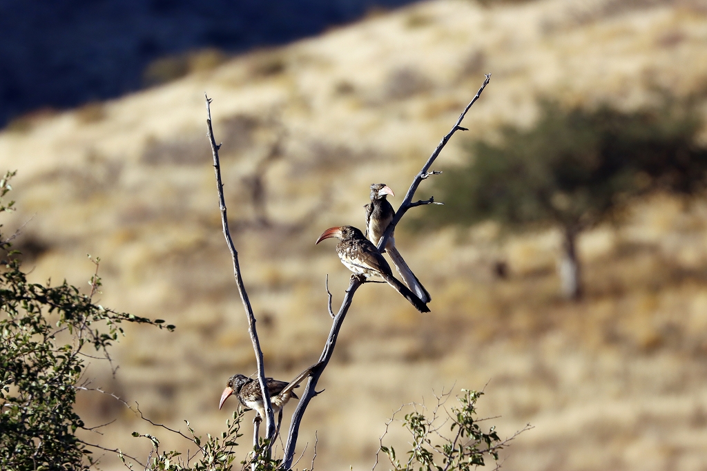 Monteiro-Tokos (Monteiro's hornbill; Tockus monteiri) entlang der C19 in Namibia