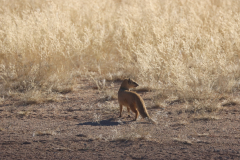 Fuchsmanguste auf der C14 in Namibia