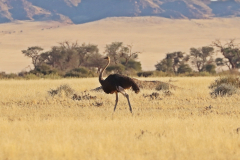 Strauß auf der C14 in Namibia