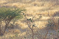 Rosenköpfchen (rosy-faced lovebird; Agapornis roseicollis) entlang der C19 in Namibia