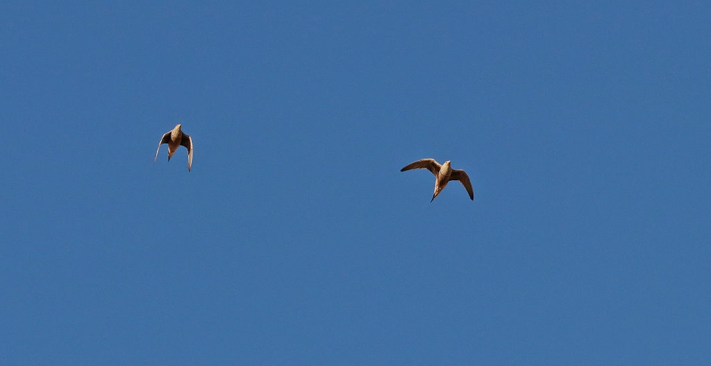 Nama-Flughühner (Namaqua sandgrouse, Pterocles namaqua) in der Namib