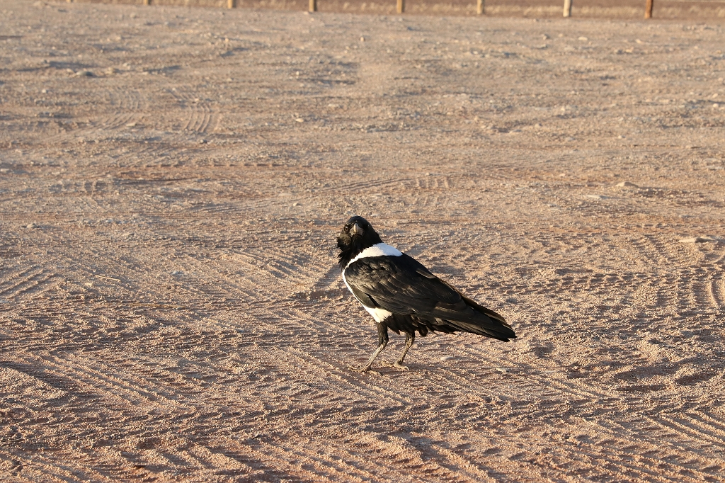 Schildrabe (pied crow, Corvus albus)