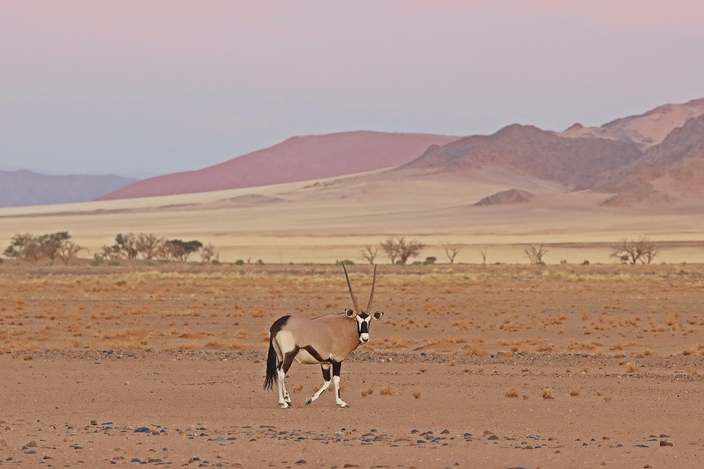 Oryx-Antilope im Sossusvleigebiet in der Namib