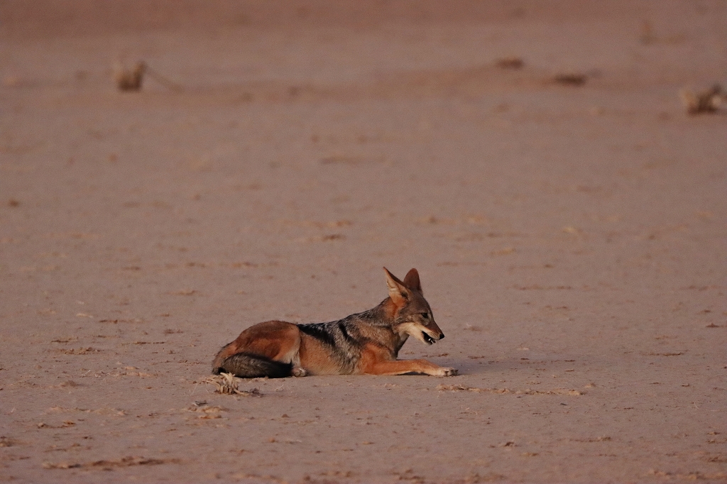 Schabrackenschakal im Sossusvleigebiet in der Namib
