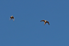 Nama-Flughühner (Namaqua sandgrouse, Pterocles namaqua) in der Namib