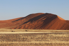 Orxy-Antilopen auf der Fahrt zur Düne 45 in der Namib