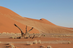 An der Düne 45 in der Namib