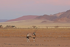 Oryx-Antilope im Sossusvleigebiet in der Namib