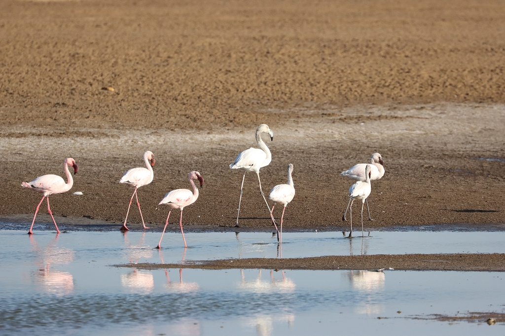 Flamingos im Bird Sanctuary in Walvis Bay