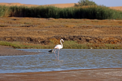 Flamingos im Bird Sanctuary in Walvis Bay