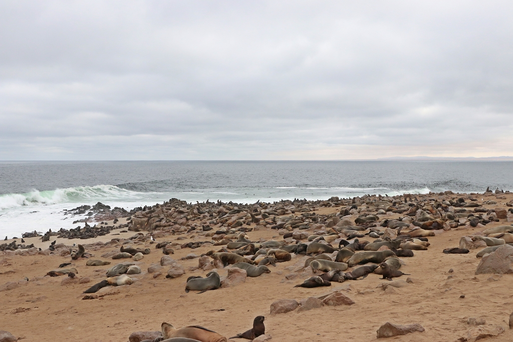 Robbenkolonie am Cape Cross
