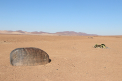 Welwitschias im Messum Krater