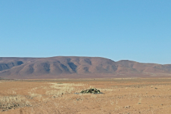 Welwitschias im Messum Krater