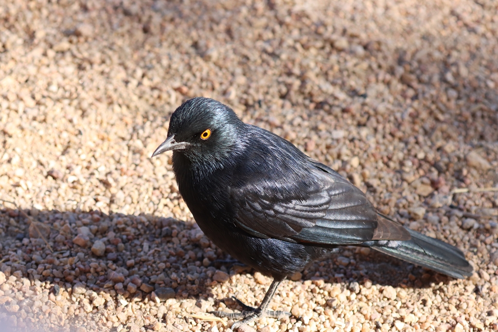 Fahlflügelstare (pale-winged starling; Onychognathus nabouroup) an der Spitzkoppe