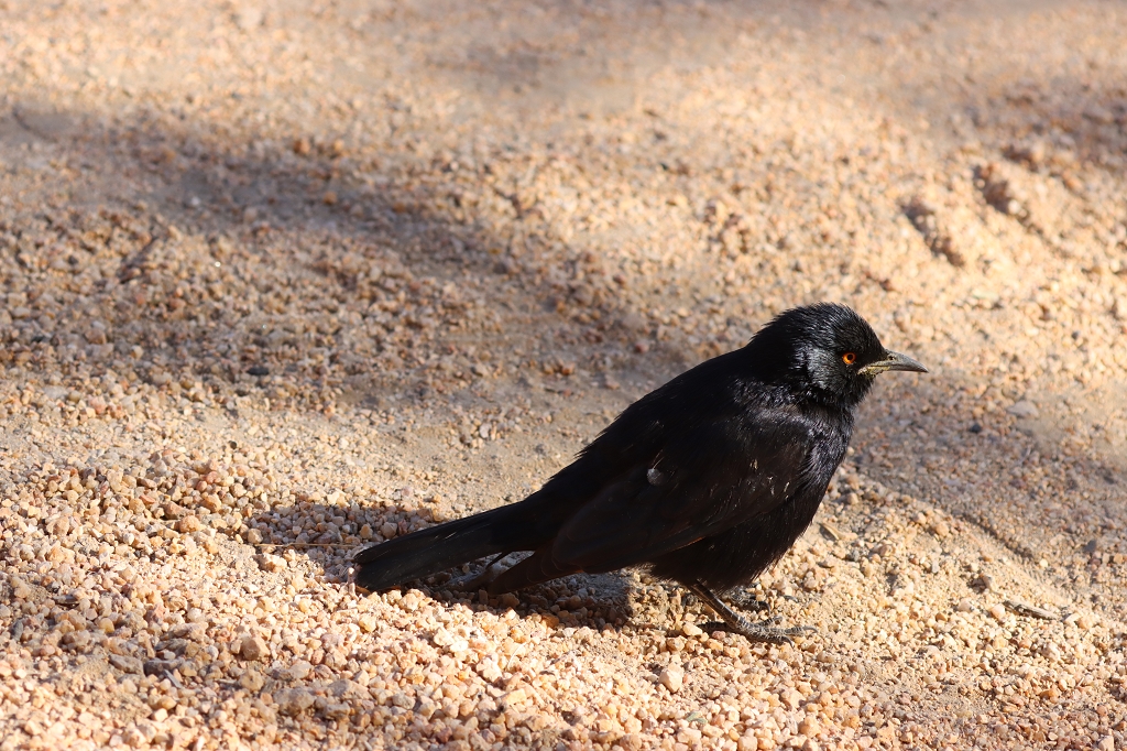 Fahlflügelstare (pale-winged starling; Onychognathus nabouroup) an der Spitzkoppe