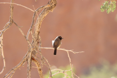 Maskenbülbül (African red-eyed bulbul; Pycnonotus nigricans) an der Spitzkoppe