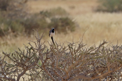 Kaptäubchen (Namaqua dove; Oena capensis) an der Spitzkoppe