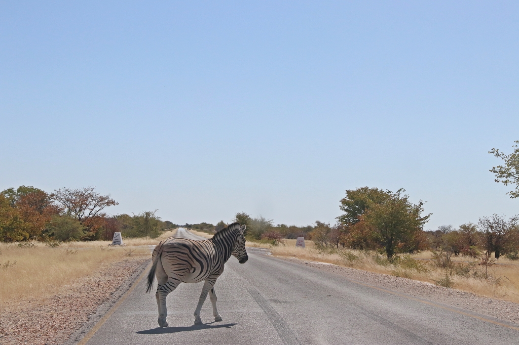 Zebras direkt hinter dem Anderson Gate im Etosha Nationalpark