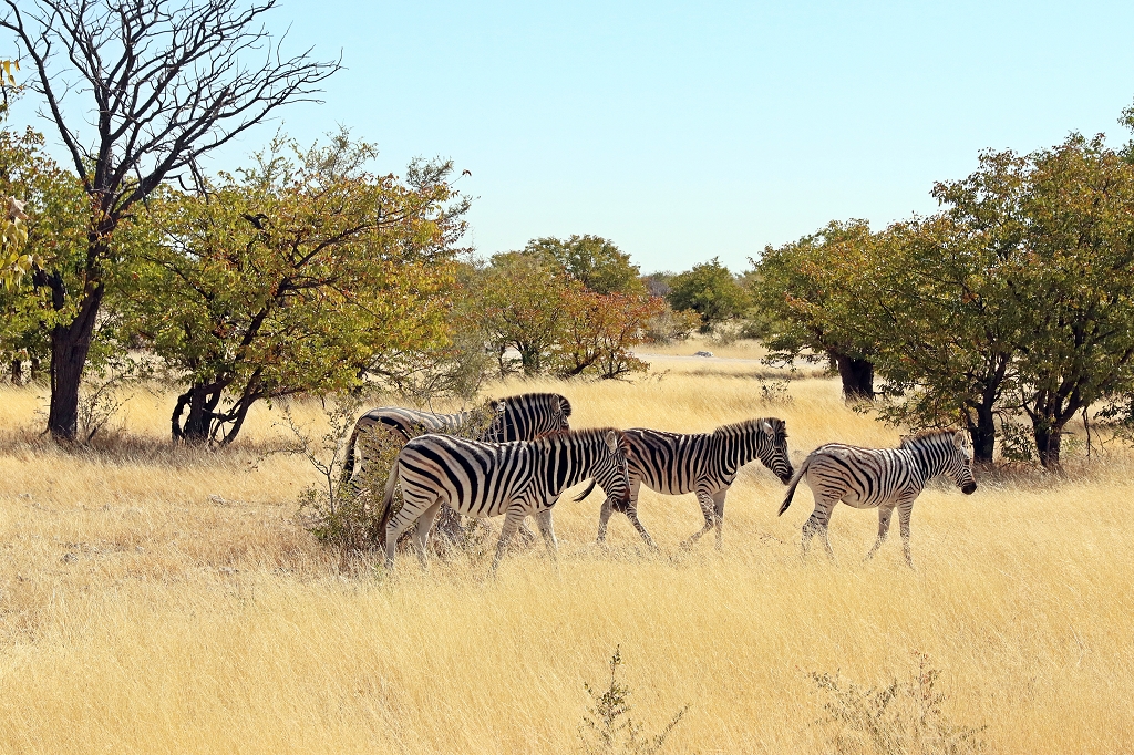 Zebras direkt hinter dem Anderson Gate im Etosha Nationalpark