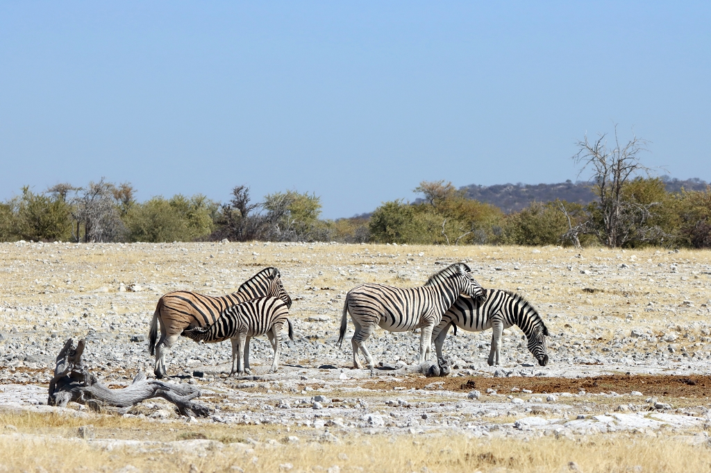 Zebras am Wasserloch Ombika