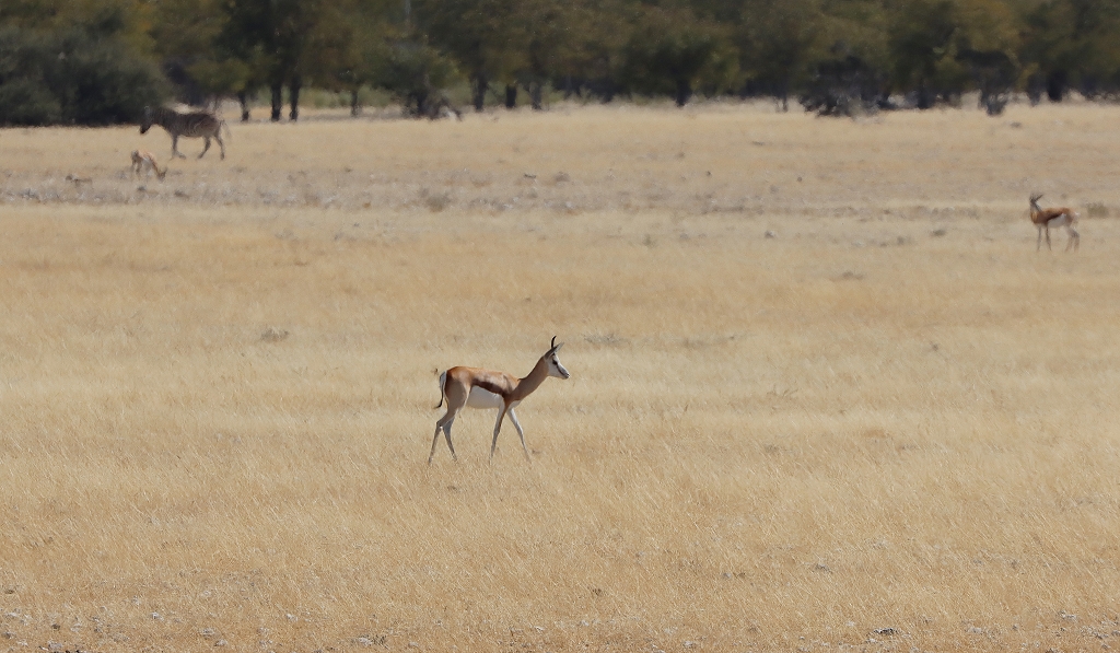Springbock im Etosha Nationalpark