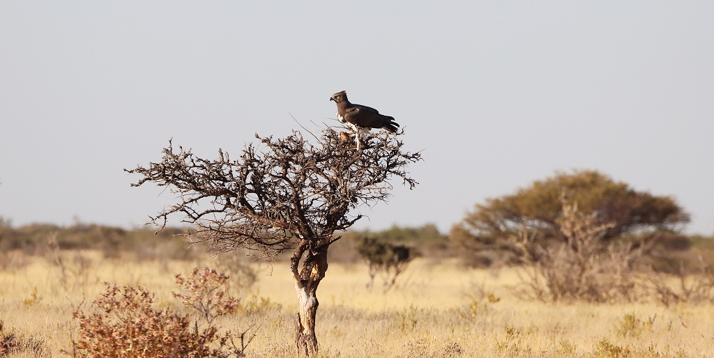 Kampfadler (Martial eagle; Polemaetus bellicosus); Etosha Nationalpark