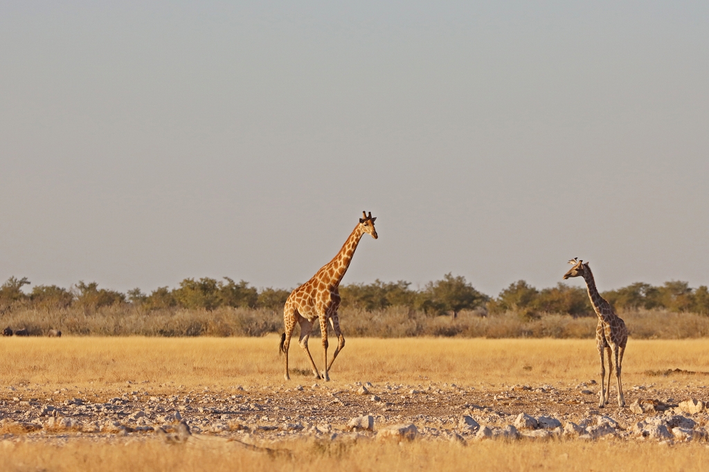 Giraffen im Etosha Nationalpark am Wasserloch Gemsbokvlakte