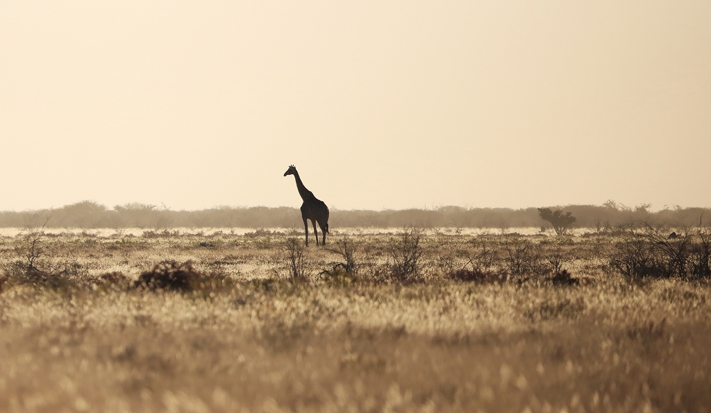 Giraffe im Sonnenuntergang, Etosha Nationalpark