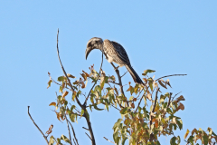 Grautoko (African grey hornbill; Lophoceros nasutus); Etosha Nationalpark